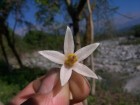 Solanum betaceum